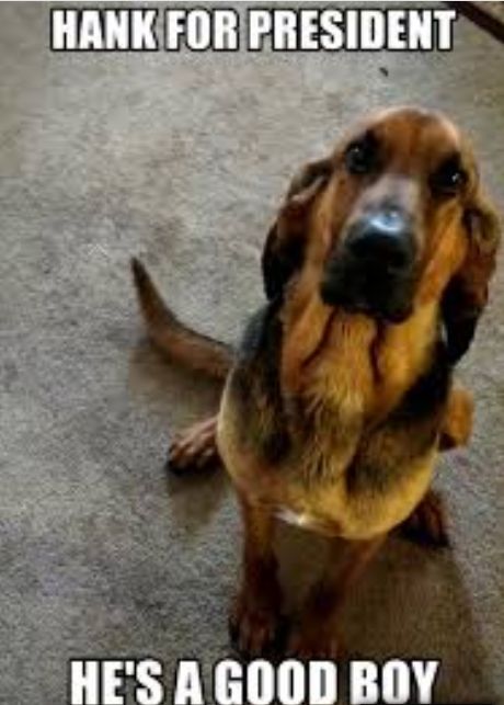 The 14 Funniest Bloodhound Memes of All Time! | PetPress Hot Outside Humor, Bloodhound Dogs, It's So Hot, Hot Outside, Dog Pics, Dog Rules, Dog Images, Shop Ideas, Hunting Dogs