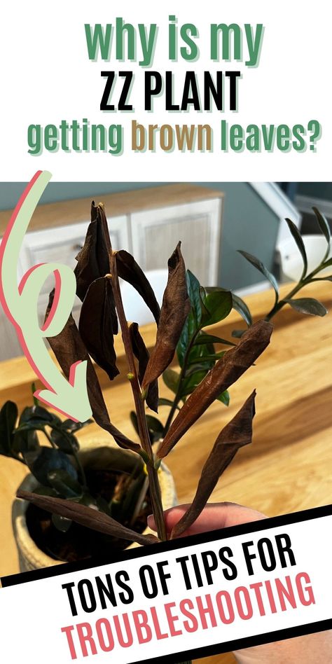 Wondering why your ZZ plant is turning brown when it’s supposed to be an easy care plant? Here are the top causes of brown leaves on a ZZ plant and how to fix them! Zz Plant Care, Zz Plants, Zz Plant, Brown Leaves, Easy Care Plants, Plant Stem, Yellow Leaves, Black Canvas, Green Thumb