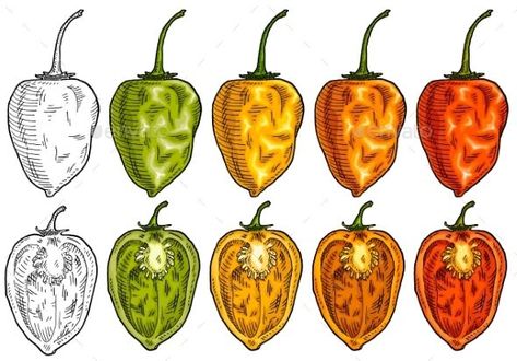 Whole and Half Pepper Habanero Habanero Peppers, Yellow Pepper, Engraving Illustration, Bee Design, Honey Bee, Green Orange, Orange Yellow, Design Inspo, Red Green