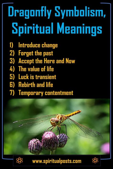 Dragonfly Spiritual Meanings & Symbolism: Different Colors 2 Fly Spiritual Meaning, Dragon Fly Meaning, Fly Meaning, Dragonfly Meaning Spiritual, Dragonfly Spiritual, Dragonfly Meaning, Dragonfly Symbolism, Forgetting The Past, Dragon Fly