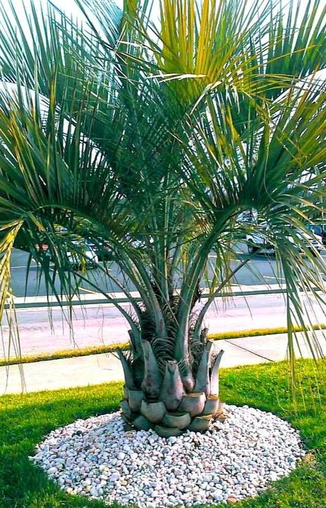 Under Palm Tree Landscaping, Pindo Palm, Palm Trees Landscaping, Palm Garden, Florida Landscaping, Desert Design, Backyard Plants, Edible Landscaping, Desert Garden