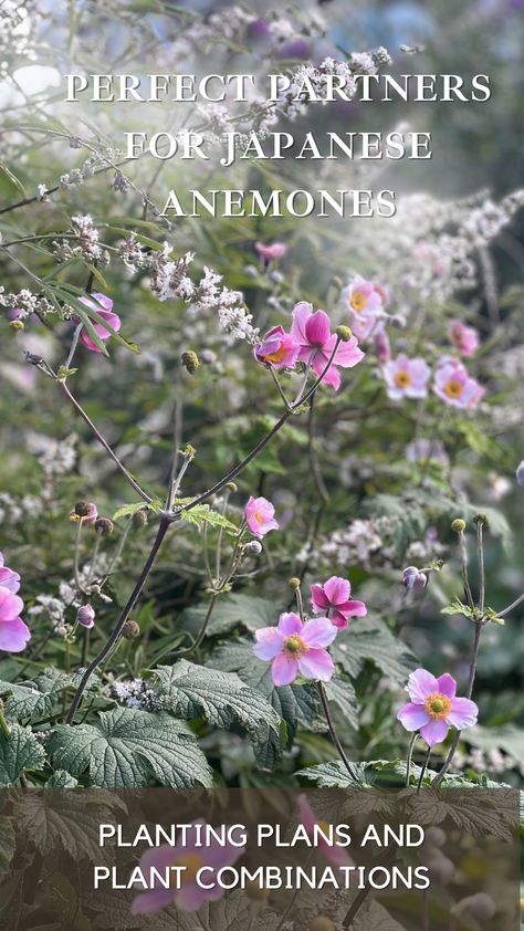 Japanese anemones, with their saucer-shaped pink or white flowers atop tall, slender stems, are a cherished addition to any garden. They extend the beauty of your borders well into autumn, appearing as though their elegant blossoms are floating above attractive foliage. When seeking companions for these vigorous spreaders, look for plants that can hold their ground in competition. Here are some plant combinations to enhance the allure of your Japanese anemones: Flower Garden Plans, Japanese Anemone, Pollinator Plants, Planting Plan, Flower Garden Design, Shade Flowers, White Plants, Anemone Flower, Cut Flower Garden