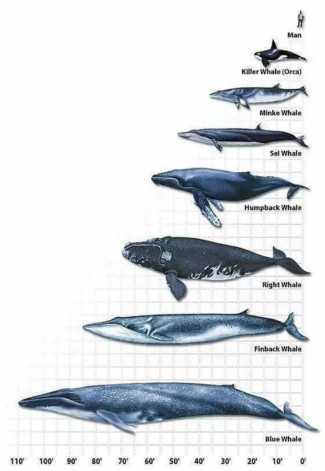 Whale Chart, Types Of Whales, Whale Art, Marine Mammals, Whale Shark, Blue Whale, Ocean Creatures, Killer Whales, Marine Animals