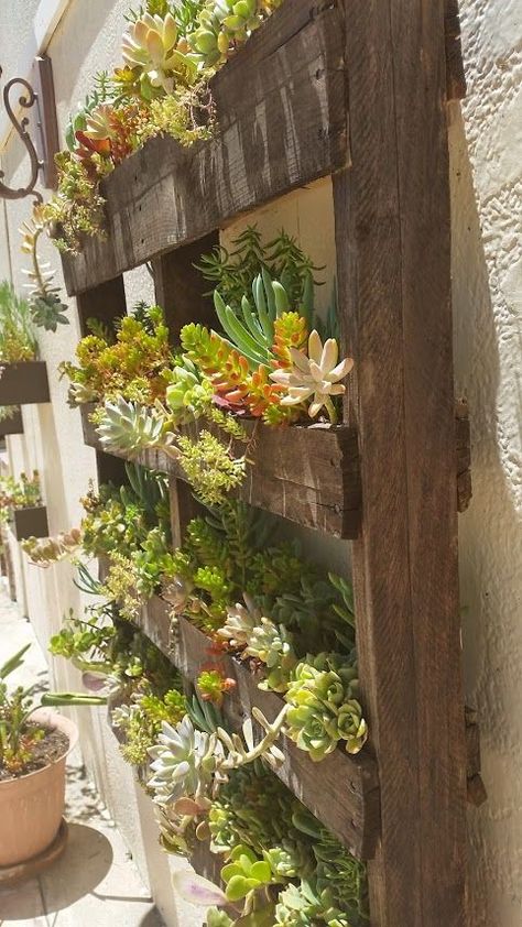 Pallet Succulent Planter, Succulent Pallet, Pallet Garden Ideas Diy, Tiny Terrace, Pallet Garden Walls, Succulent Wall Garden, Wood Pallet Planters, Pallet Projects Garden, Orchid Planters