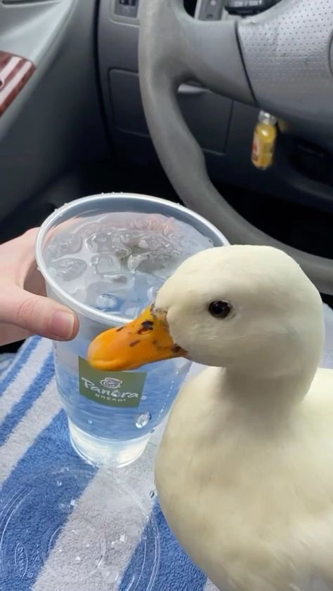 Cute Duck Profile Picture, Duck Drinking Coffee, Ducks Drinking Water, Pet Duck Aesthetic, Duck In Water Aesthetic, Duck Float, Duck Face Meme, Ice Water, Profile Pics