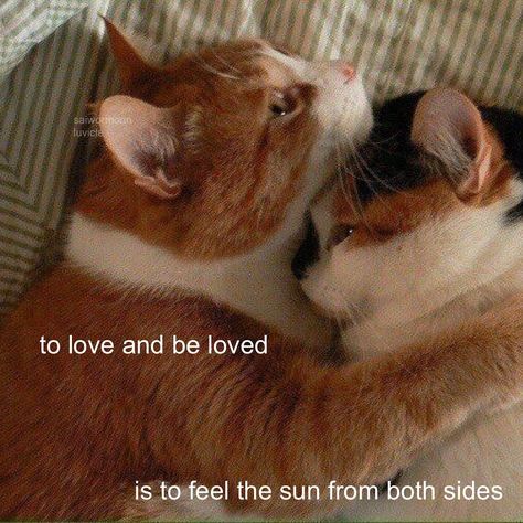 lovebug (@luvicle) • Instagram photos and videos Lev Livet, To Love And Be Loved, Unspoken Words, Two Cats, Love Bugs, Love You All, Pretty Words, Pretty Quotes, Cat Love