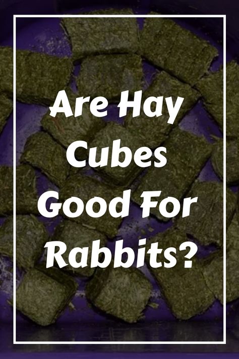 Are hay cubes good for rabbits? Should I feed loose hay or cubes, which is best? are timothy hay cubes for rabbits better than loose hay? Flemish Giant Rabbit, Alfalfa Hay, Rabbit Diet, Grass Hay, Giant Rabbit, Rabbit Hay, Flemish Giant, Feed Store, Rabbit Eating