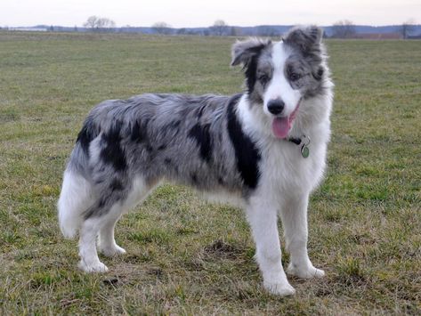 The Blue Merle Border Collies provided by Rising Sunfarm is an intelligent dog breed with ancient roots. Additionally it has the precise same incredible work ethic, cleverness, as well as energy as any other coloured Border collie. Rising Sun Farm raises and delivers outstanding Border Collies that are bred selectively for temperament, structure and ability. Border Collie Merle, Border Collie Tattoo, Blue Merle Collie, Gorgeous Animals, Dogs Stuff, Border Collie Puppies, Collie Puppies, Collie Mix, Australian Shepherd Dogs