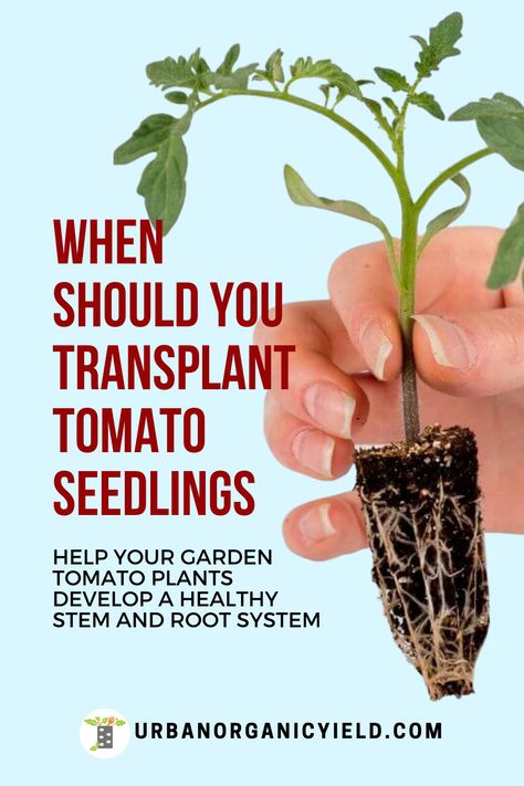 Growing your own tomatoes and vegetables is a very rewarding - and the produce tastes so much better.   When growing tomatoes from seeds, you need to consider transplanting your tomato seedlings to help your little tomato plant develop a healthy stem and root system. We will discuss when, how and why you should transplant your tomato seedlings.  #vegetablegardening #gardening Growing Tomato Plants, Garden Prepping, Tomato Seedlings, Growing Tomatoes In Containers, Easy Vegetables To Grow, Tomato Plant, Starting Seeds Indoors, Backyard Vegetable Gardens, Starting A Garden