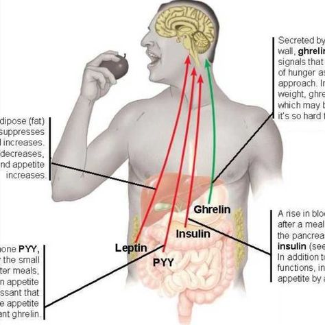 It’s important to remember that leptin is just one factor in regulating your body weight. Leptin And Ghrelin, Leptin Resistance, Increase Appetite, Adipose Tissue, Endocrine System, Hormone Levels, Immune Response, Healthy Eating Habits, Blood Vessels