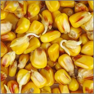 Growing Corn From Seed, When To Plant Corn, How To Plant Corn, Taco Dinner Recipes, Planting Corn, Growing Sweet Corn, Grow Corn, Farm Supplies, Corn Removal