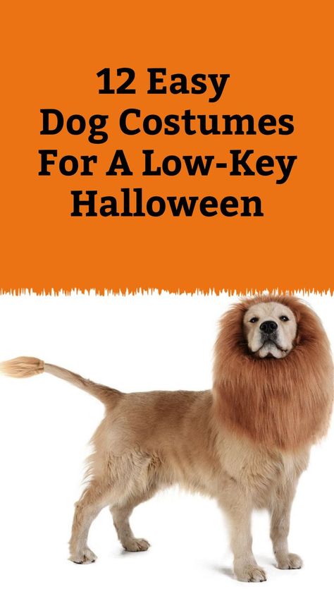 Headed to a dog-friendly costume party this Halloween? Check out these easy dog costumes that will still make him a big contender in the costume contest. Easy Dog Costumes, Big Dog Halloween Costumes, Dog Halloween Costumes, Dog Costumes, Costume Contest, Dog Costume, Dog Parents, Halloween Parties, Dog Halloween