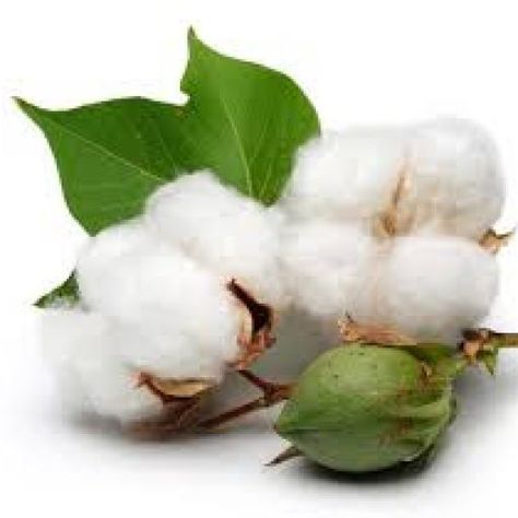 Cotton Value Chain - The Untold Story Cotton Boll, Cotton Plant, Perennial Shrubs, Clean Candle, Cotton Swabs, Tree Seeds, Cotton Buds, Clean Cotton, Beach Blanket