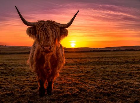 Cow Facts, Highland Cow Pictures, Cow Photography, Cow Wallpaper, Cow Print Wallpaper, Mini Cows, Scottish Highland Cow, Fluffy Cows, Cow Pictures