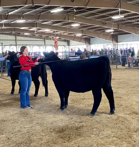 Cow Showing, Cattle Showing, Showing Cattle, Show Cows, Cow Stuff, Show Cattle, Showing Livestock, Western Music, Brand Ideas