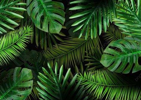 Tropical Wallpaper Desktop, Sabal Palmetto, Background Site, Summer Frame, Green Leaf Background, Coconut Leaves, Border Background, Arte Occulta, Tropical Background