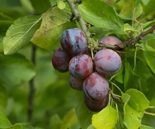 Pruning Plum Trees, Benefits Of Plums, Types Of Plums, Plum Benefits, Prune Plum, Prunus Mume, Cucumber Plant, Grow Gorgeous, Types Of Fruit