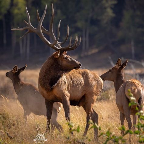 Elk Aesthetic, Paint Carving, Female Elk, Hunting Checklist, Elk Pictures, Whitetail Deer Pictures, Elk Photo, Elk Photography, Big Deer