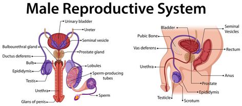 Reproductive System Activities, Nursing School Studying Cheat Sheets, Male Reproductive System, Anatomy Education, Hand Reflexology, Therapist Office, Clinic Design, Reproductive System, Body Systems