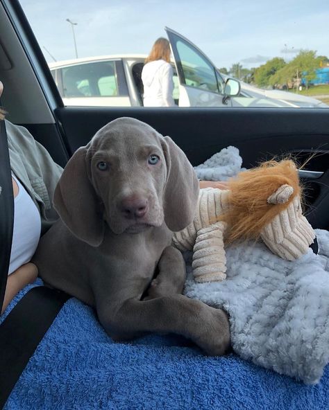 Wiemeriner Puppies, Dog Weimaraner, Weimaraner Puppy, Blue Weimaraner, Hunting Dogs Breeds, Weimaraner Puppies, Puppy Heaven, Aesthetic Natural, Beautiful Dog Breeds