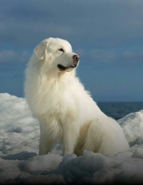 Great Pyrenees (Pyrenean Mountain Dog) Pyrenean Mountain Dog, Pyrenees Dog, Best Guard Dogs, Great Pyrenees Dog, Guard Dog, Love My Dog, Great Pyrenees, White Dog, Dog Obedience