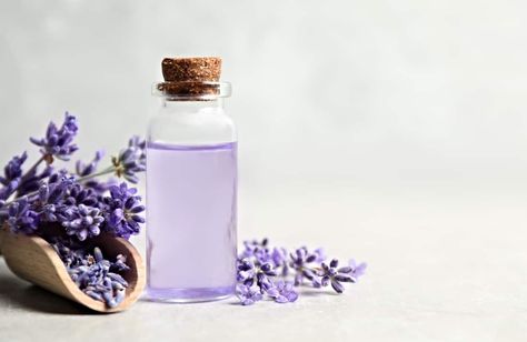 Simple Lavender Extract Substitutes (How To Use Them) | Treat Dreams Medicinal Flowers, Healing Flowers, Lavender Recipes, Mint Extract, Lavender Extract, Plant Medicine, Dried Lemon, Herbs De Provence, Bee Balm