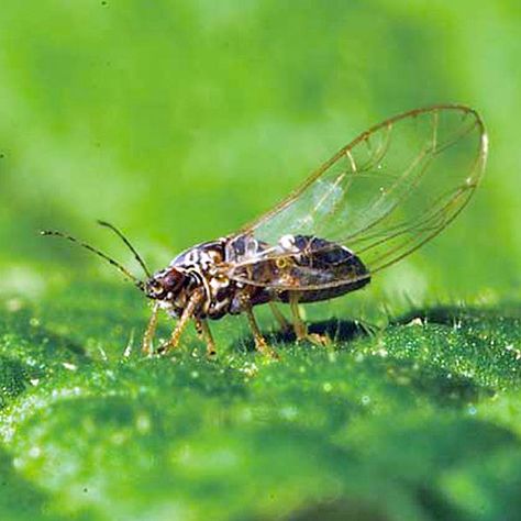 How to Get Rid of Psyllids | Planet Natural Plant Lice, Boxwood Bush, Plant Pests, Garden Pests, Urban Garden, Gardening Tips, North America, Planets, Plants