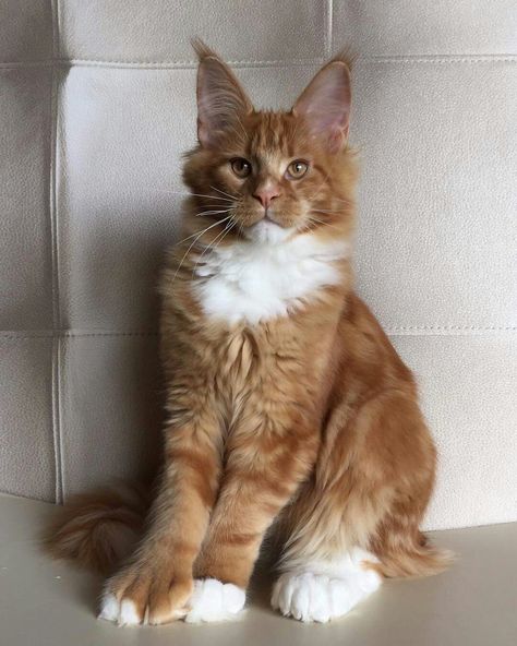 A beautiful Ginger Maine Con Cat... Ginger Ragdoll Cat, Ginger Mainecoon Cat, Ginger Maine Coone Cat, Ginger Maine Coone, Maine Coone, Cat Boarding, Small Cat, Ginger Cats, Domestic Cat