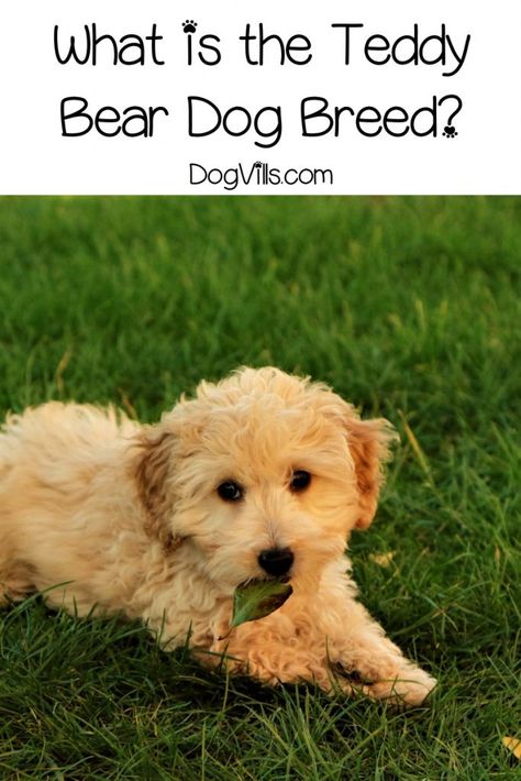 Teddy Bear Dog Breed, Cookie Homemade, Bear Dog Breed, Shichon Puppies, Designer Dogs Breeds, Dog At Home, Yorkie Mix, Dog Advice, Teddy Bear Dog