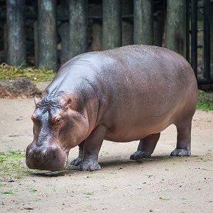 Interesting Hippopotamus facts for kids and adults. Information on hippopotami, what they eat, what their life cycle is like, their meaning, and symbolism. Edinburgh Zoo, Brookfield Zoo, Frida Art, Cute Hippo, Big Animals, Safari Park, Majestic Animals, Hippopotamus, African Animals