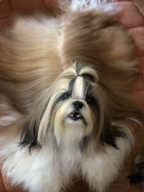 #longhair #shihtzu Shih Tzu Long Hair, Shih Tuz, Dog Poodle, Dogs Grooming, Shih Poo, Dog Home Decor, Designer Dogs, Really Long Hair, Pretty Dogs