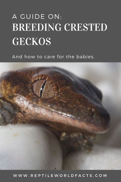 A guide on breeding crested geckos and how to care for the hatchlings. Photo by Nick Gardiner on Flickr. #animals #pets #geckos #reptiles #breeding Breeding Crested Geckos, Diy Crested Gecko Enclosure, Crested Gecko Breeding, Crested Gecko Habitat, Crested Gecko Morphs, Crested Gecko Care, Gecko Vivarium, Gecko Habitat, Gargoyle Gecko