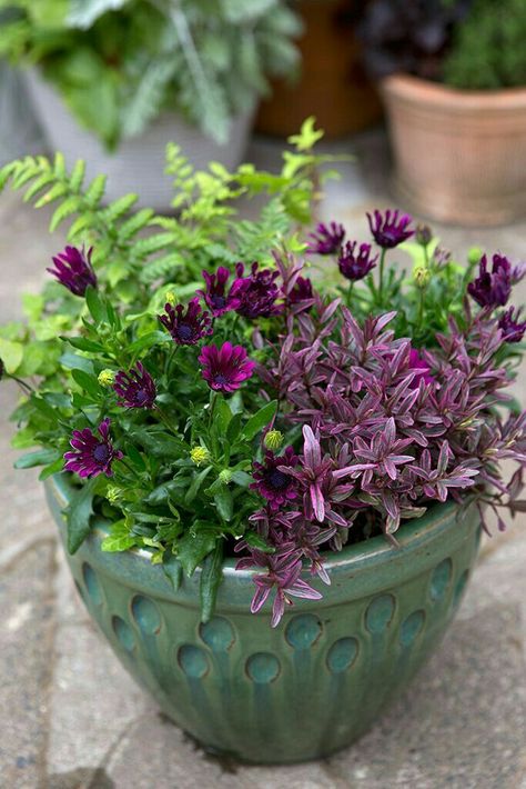 Osteospermum Container, Dryopteris Affinis, Pot Display, Plants Pots, Container Garden Design, Patio Pots, Container Gardening Flowers, Garden Containers, Container Gardens