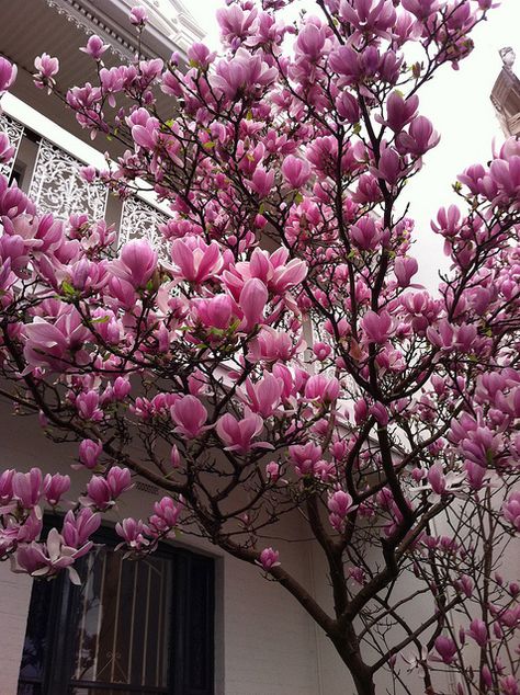 my grandma used to have two giant magnolia trees in her back yard and we would always pick up the fallen petals and make things with them :) Hosta Plants, Flowers Blooming, Magnolia Trees, Bonsai Plants, Ornamental Plants, Magnolia Flower, Perennial Garden, Garden Trees, Flowering Trees