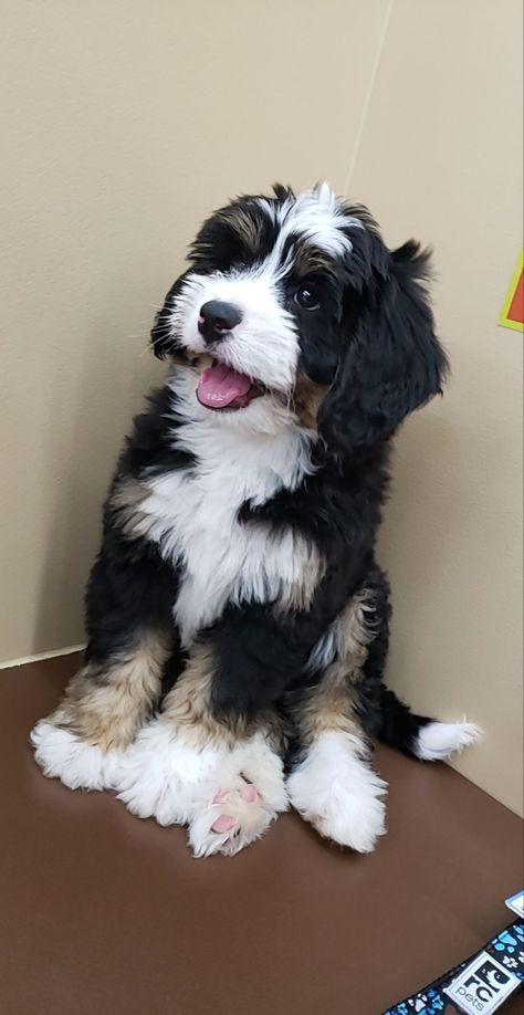 Bernedoodle Puppy, Really Cute Puppies, Super Cute Puppies, Cute Animals Puppies, Very Cute Dogs, Baby Horses, Really Cute Dogs, Doodle Dog, Love Your Pet