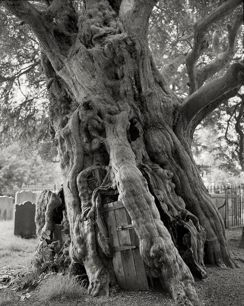 Amongst tombstones in a churchyard in Crowhurst, England,  stands a medieval ancient yew, estimated to be over 1,500 years old. Folk Horror, Tree Scenery, Weird Trees, Taxus Baccata, Ancient Trees, Surrey England, Old Tree, Old Trees, Ancient Tree