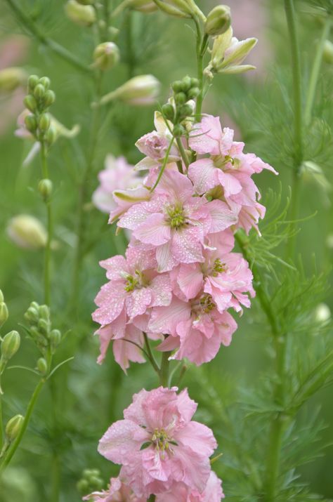 Light Pink Larkspur Light Pink Delphinium, Pink Larkspur Tattoo, Pink Larkspur Flower, Larkspur Bouquet, Larkspur Flowers, Pink Larkspur, Larkspur Tattoo, Water Lily Tattoos, Larkspur Flower