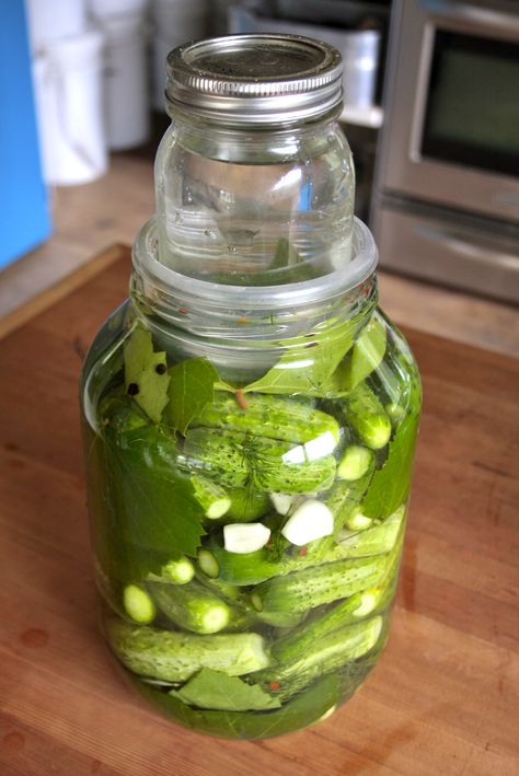 lactose fermented dill picklesI 4l glass pickled jar and filled it to the brim with whole small cucumbers, a good amount of garlic cloves, and a couple handfuls of fresh dill leaves and flowers. I then added about 1 Tbsp of my homemade pickle seasoning blend, and about 4 grape leaves freshly harvested. For the brine combine 4 cups of water to 4 Tbsp of fine sea salt (I used 2.5 of these small brine batches to fill up the jar) Pickle Ideas, Fermented Dill Pickles, Pickle Seasoning, Fermented Sauerkraut, Dill Pickle Recipe, How To Make Pickles, Small Cucumber, Fermentation Recipes, Fermented Vegetables