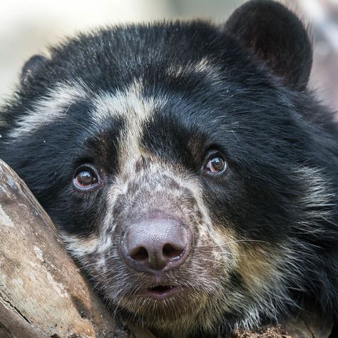 Andean Bear, Spectacled Bear, Pat Pat, October Art, Bear Character, Black Bears, Exotic Animals, Animal Fur, Bear Pictures