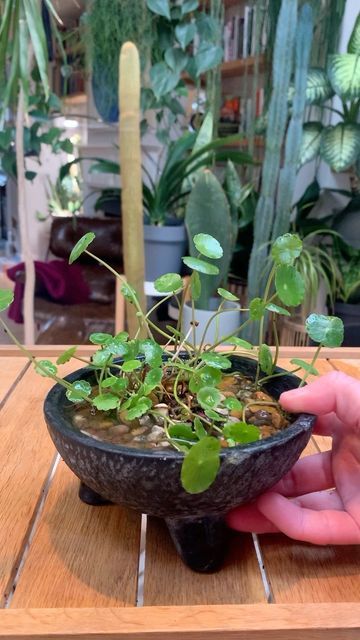 Pennywort Plant, Container Water Gardens, Betta Aquarium, Indoor Water Garden, Gothic Garden, Growing Plants Indoors, Plant Powered, Unique Plants, Growing Indoors