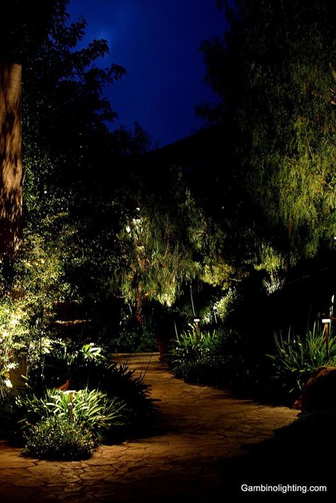 Gambino Landscape Lighting | Path & Step Lighting Garden Illumination, Laurel Hedge, Yard Oasis, Lighting Reference, Driveway Ideas, Landscape Lighting Design, Mood Images, Forest Garden, Magical Garden