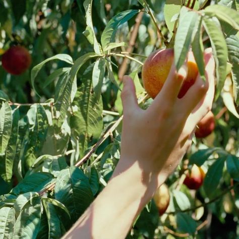 Golden Age Cinema & Bar on Instagram: ““I remember everything...” 🍑 Raid the peach orchard with the CALL ME BY YOUR NAME COMBO from @bottlerocket.shop, pairing our custom Peach…” Cmbyn Quotes, Cmbyn Aesthetic, Somewhere In Northern Italy 1983, Tattoo Plant, Herb Lubalin, Call Me By Your Name, 얼굴 그리기, I Love Cinema, Italy Summer