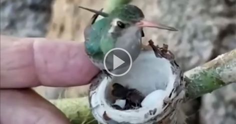 Baby Hummingbirds, Hummingbirds Photography, Unusual Animals, Humming Bird, Bird Food, Baby Hands, Mother And Baby, Hummingbirds, Baby Feeding