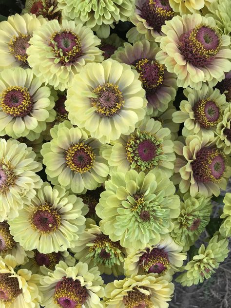 Zinnia Queen Lime #diy #gardening #garden #home Zinnia Queen Lime, Green Zinnia, Dyi Garden, Outdoor Flowering Plants, Easy Gardening, Zinnia Flowers, Green Queen, Aaron Taylor Johnson, Cut Flower Garden