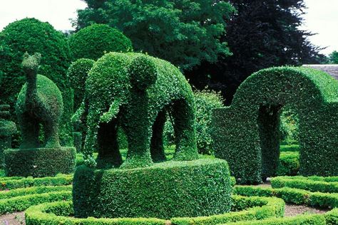 Located in Portsmouth, Rhode Island,overlooking Narragansett Bay, this topiary masterpiece features teddy bears, an elephant, an ostrich, a unicorn, and75 additional forms of green fauna. The property was originally the summer home of Thomas Brayton, Brayton’s daughter Alice eventually took over the property in 1940 and renamed it Green Animals, and today it is owned by the Preservation Society of Newport County.  401-847-1000; newportmansions.org Topiary Garden, East Coast Road Trip, Green Animals, Topiary Trees, Most Beautiful Gardens, Garden Architecture, Garden Guide, Green Landscape, Trees And Shrubs