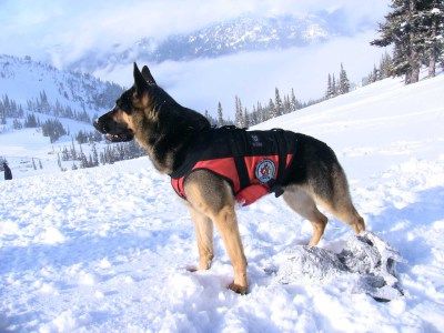 Search Rescue, Search And Rescue Dogs, Military Working Dogs, Dog Sports, Dog Training Advice, Working Dog, Romanticizing Life, Police Dogs, Rescue Dog