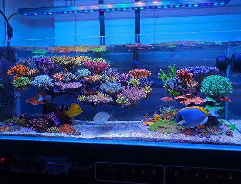 Amazing 110 gallon SPS dominated reef aquarium lighted by Atlantik V4 •Orphek 40 Gallon Saltwater Aquarium, Sps Coral, Coral Reef Aquarium, Reef Tanks, Aquarium Led, Led Aquarium Lighting, Aquarium Design, Aquarium Lighting, Reef Aquarium