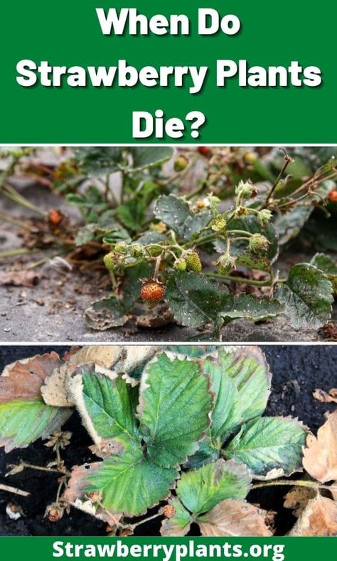 When Do Strawberry Plants Die? Growing Berries, Fruit Tree Garden, Strawberry Plant, Berry Garden, Plant Pests, Tree Garden, Garden Food, Strawberry Plants, Strawberry Fruit