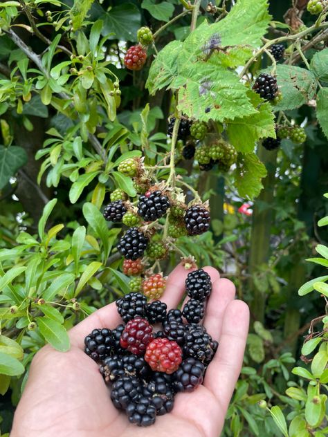 Blackberry Pictures, Black Berries Aesthetic, Blackberry Picking Aesthetic, Wild Blackberries Aesthetic, Wild Blackberries, Picking Blackberries, Blackberry Picking, Miss Mom, Wild Berry