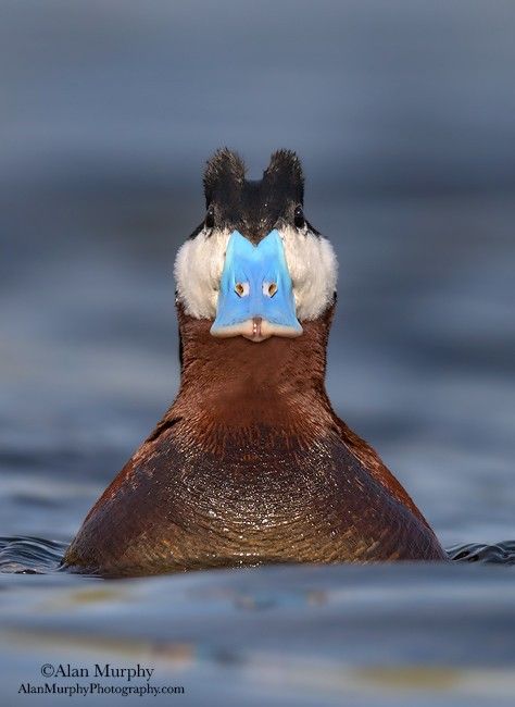 Photography In Water, Ruddy Duck, Waterfowl Taxidermy, Duck Photography, Gamebirds, Aquatic Birds, Duck Pictures, Duck Photo, Hunting Decor